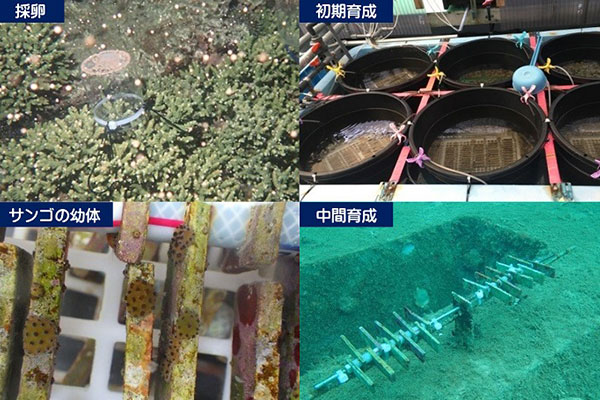 サンゴ育成実験