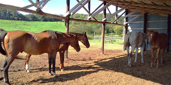 より多くの馬たちを標茶町に迎えることができるように活動を進めています