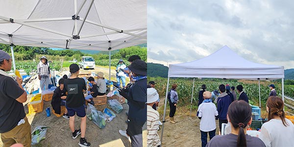 児童養護施設 さくら園、児童心理治療施設 さくらの森学園にスイートコーンの収穫体験を実施しました。